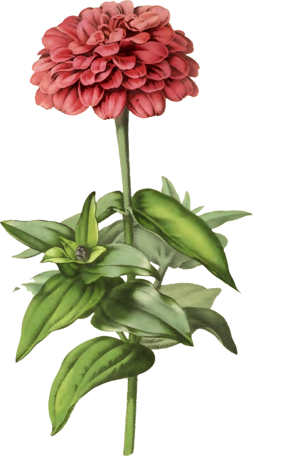 Floral Plant Illustration